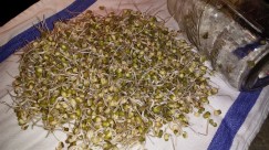 mung bean sprouts