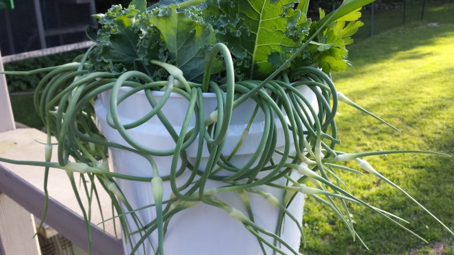 Garlic scapes & kale 